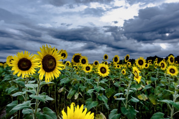 Angry skies over a sunflower field