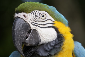 parrot