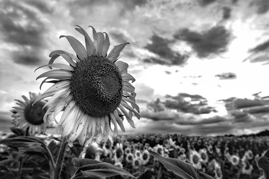 Black and white Sunflower