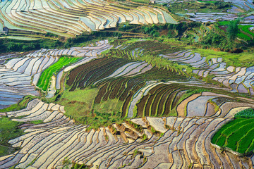 Terraced rice field in water season, the time before starting grow rice in Y Ty, Lao Cai province, Vietnam