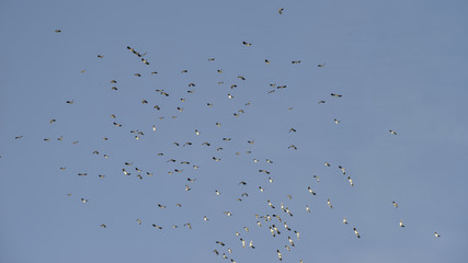 Flock of beautiful migratory lapwing birds in clear Winter sky
