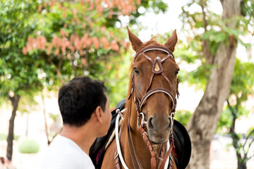 Horse has take care by horseman in the morning before running pratice.