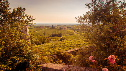 Sunset in the vineyards of Rosazzo