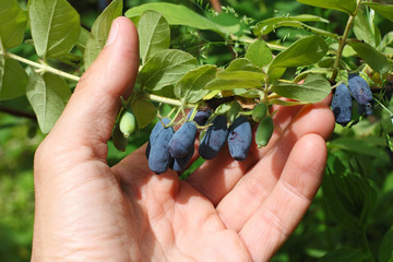 lot of ripe honeysuckles in human palm, macro
