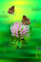 Background for postcards. Butterfly on the flower of the red clover on a delicate green background