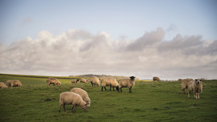 Flock of sheep in Spring sunshine in English farm countryside landscape