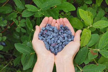 hands holding a handful of honeysuckles in the shape of a heart