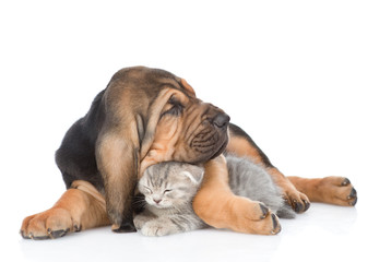 Sleeping bloodhound puppy embracing kitten. isolated on white background
