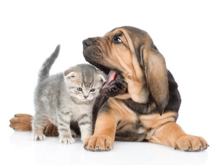 Bloodhound puppy bites the kitten. isolated on white background