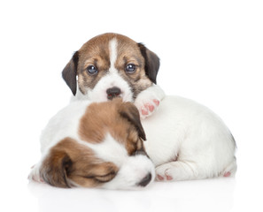 Group of sleeping puppies Jack Russell. isolated on white background