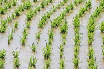Full of water in green rice field at the beginning of crop season