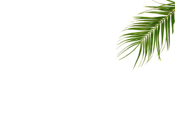 Fototapeta na wymiar Green leaves of palm tree on white background