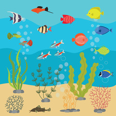 Tropical exotic fishes in aquarium or ocean underwater. Vector illustration of fish tank with colorful sea fishes and algae.