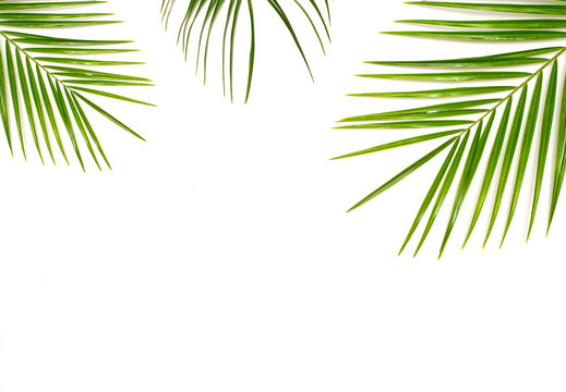 green leaf of palm tree isolated on white