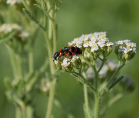 Mating of red beetles on white inflorescences of celandine