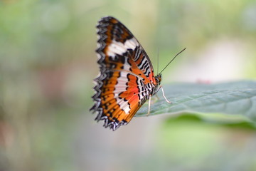 Macro shot of a monarch butterfly