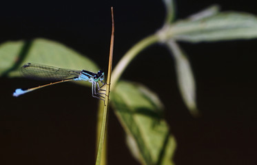Blaue Libelle seitlich auf Schilfblatt