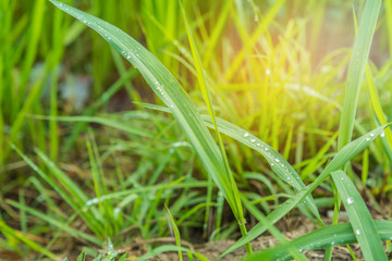 Grass field with dew drop on morning time.