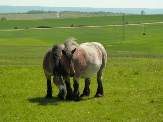 Chevaux dans les champs