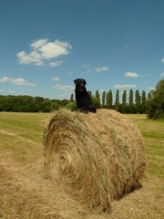 Un chien sur une meule de foin