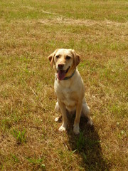 Labrador assis dans l'herbe