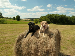Labradors sur le foin
