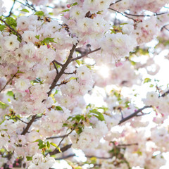 Sunlit branches of blossoming sacura tree