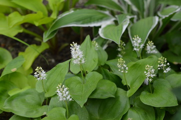 Белые цветы майника двулистного Maianthemum bifolium