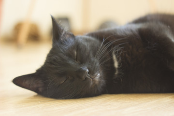 Black cat resting Daytime sleep