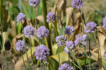 Розовый круглый цветущий лук скородовидный Allium schoenoprasoides из Тянь-Шаня, Кыргызстан, Центральная Азия