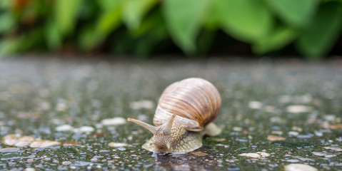 Weinbergschnecke Panorama