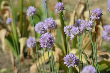 Розовый круглый цветущий лук скородовидный Allium schoenoprasoides из Тянь-Шаня, Кыргызстан, Центральная Азия