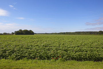 flowering potato crop