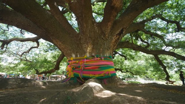 Giant Monky Pod Tree in Kanchanaburi, Thailand