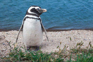 Naklejka premium Pingouin