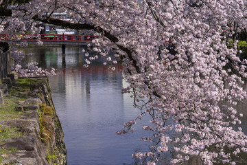 Fototapeta na wymiar 小田原城址公園の満開の桜