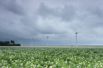 Dutch landscape, potato field with wind turbines