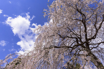 長興山・紹太寺のシダレサクラ