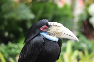 Wreathed Hornbill (also known as the Bar-pouched Wreathed Hornbill)