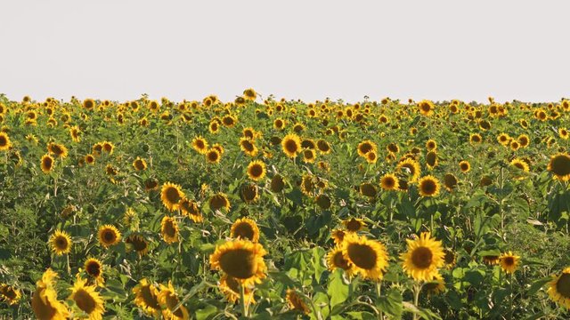Field of blooming sunflowers on a blue sky background