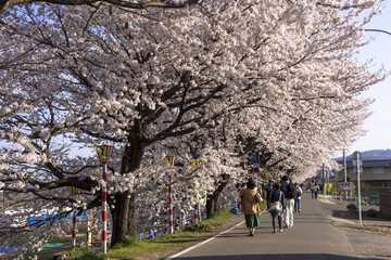 満開の白石川堤一目千本桜