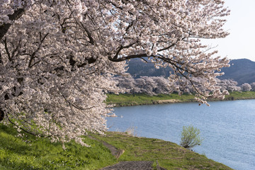 満開の白石川堤一目千本桜