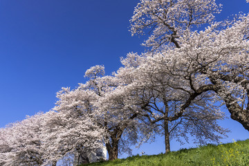 満開の白石川堤一目千本桜
