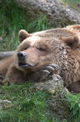 Fototapeta na wymiar Bär beim Schlafen