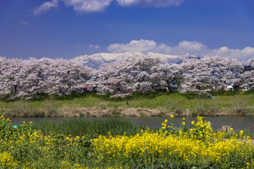 満開の白石川堤一目千本桜