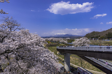満開の白石川堤一目千本桜