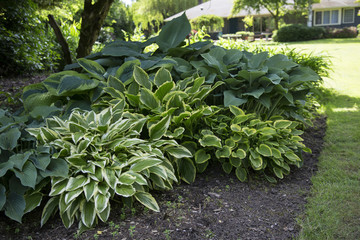 Featured View, Hosta Plant Mix, Green, White, Blue, and Yellow Foliage, Soil Ground,  Out of Focus Lawn /House Background, Daytime - obrazy, fototapety, plakaty