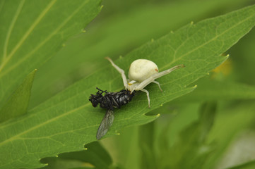 Naklejka premium Паук поймал муху и ест ее. Цветочный паук, дикая природа 