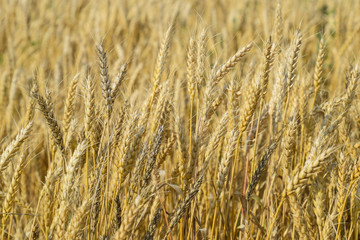 Mature wheat on the field. Spikelets of wheat. Harvest of grain.