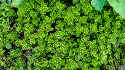 green foliage as a background